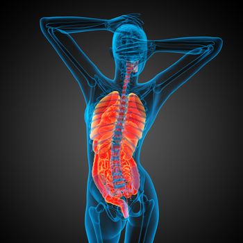 3d render medical illustration of the human digestive system and respiratory system - back view