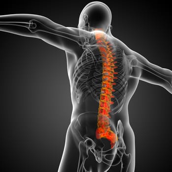 3d render medical illustration of the human spine - bottom view