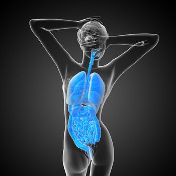 3d render medical illustration of the human digestive system and respiratory system - back view
