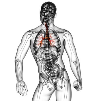 3D medical illustration of the male bronchi - back view