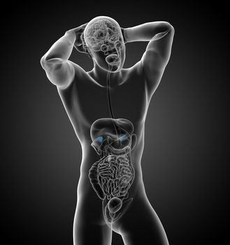 3d render medical illustration of the spleen - front view