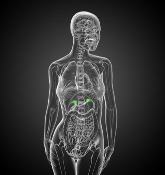 3d render medical illustration of the spleen - front view