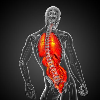 3d render medical illustration of the human digestive system and respiratory system - back view