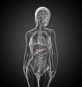 3d render medical illustration of the spleen - front view