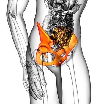 3D medical illustration of the pelvis bone
