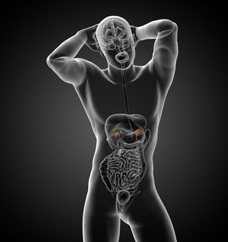 3d render medical illustration of the spleen - front view