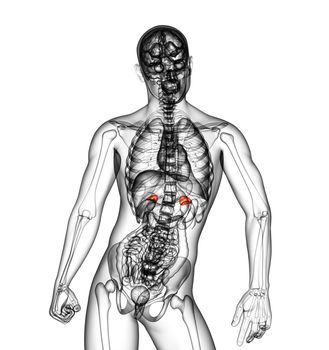 3d render medical illustration of the spleen - front view