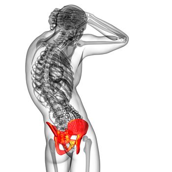 3D medical illustration of the pelvis bone