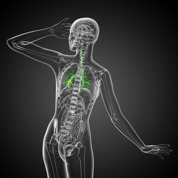 3D medical illustration of the male bronchi - back view