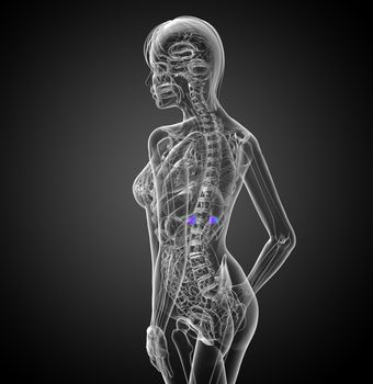 3d render medical illustration of the spleen - side view