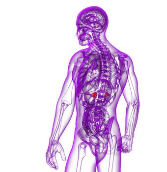 3d render medical illustration of the spleen - side view