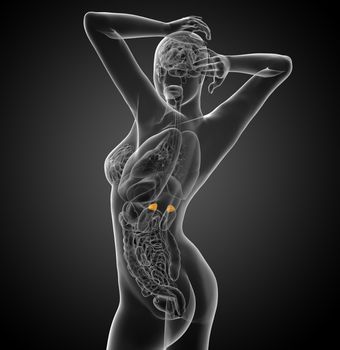 3d render medical illustration of the spleen - side view