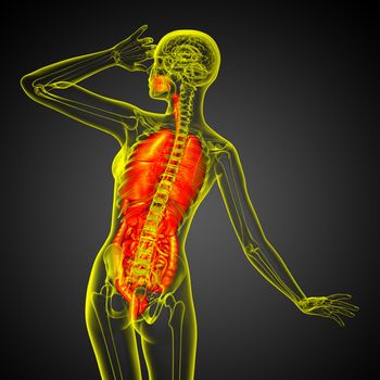 3d render medical illustration of the human digestive system and respiratory system - back view