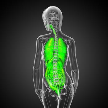 3d render medical illustration of the human digestive system and respiratory system - back view