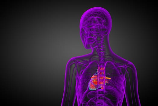 3d rendered medical illustration of a human heart - back view