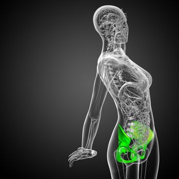 3D medical illustration of the pelvis bone