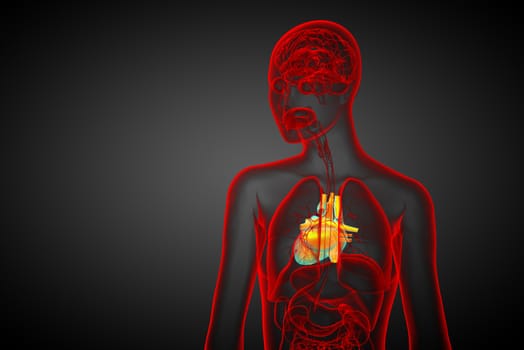 3d rendered medical illustration of a human heart - back view