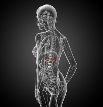 3d render medical illustration of the spleen - side view