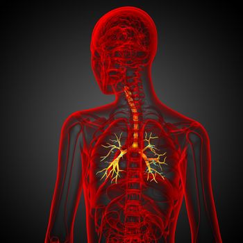 3D medical illustration of the male bronchi - back view