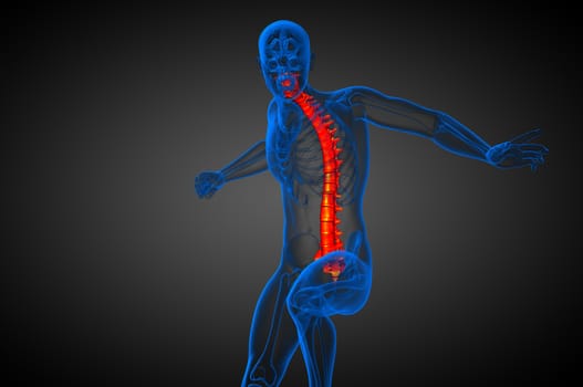 3d render medical illustration of the human spine - front view
