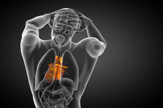 3d rendered medical illustration of a human heart - back view