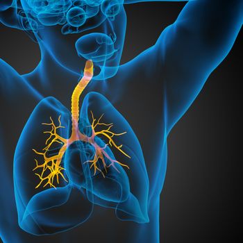 3D medical illustration of the male bronchi - front view