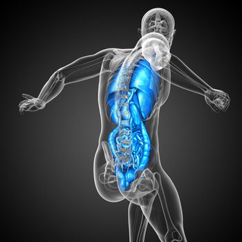 3d render medical illustration of the human digestive system and respiratory system - back view