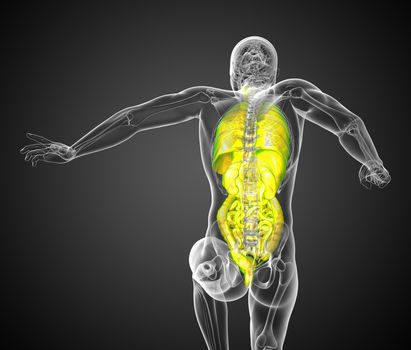 3d render medical illustration of the human digestive system and respiratory system - back view