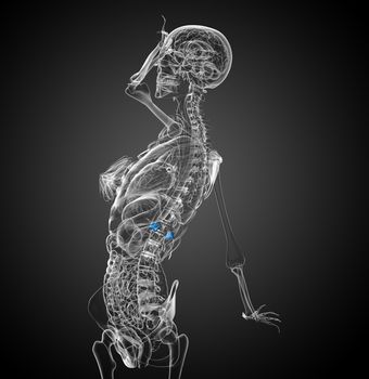 3d render medical illustration of the spleen - side view