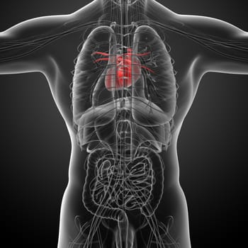 3d rendered medical illustration of a human heart - back view