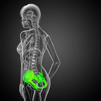 3D medical illustration of the pelvis bone