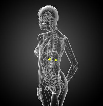 3d render medical illustration of the spleen - side view