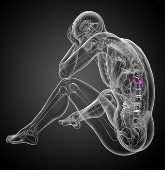 3d render medical illustration of the spleen - side view