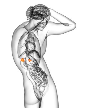 3d render medical illustration of the spleen - side view