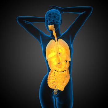3d render medical illustration of the human digestive system and respiratory system - front view