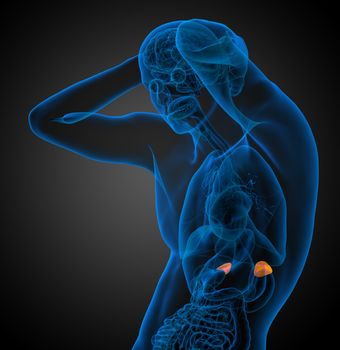 3d render medical illustration of the spleen - side view