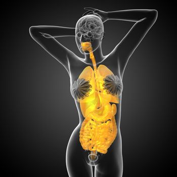 3d render medical illustration of the human digestive system and respiratory system - front view