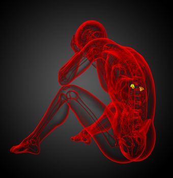 3d render medical illustration of the spleen - side view