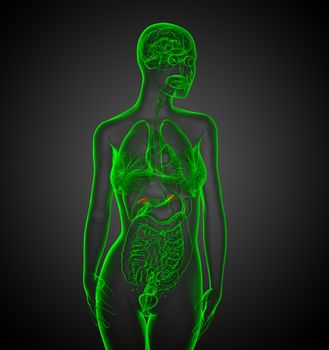 3d render medical illustration of the spleen - front view