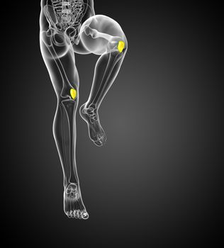 3d render medical 3d illustration of the patella bone - front view