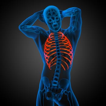 3d render medical illustration of the ribcage - side view