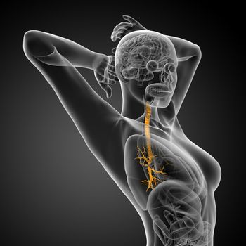 3D medical illustration of the male bronchi - side view