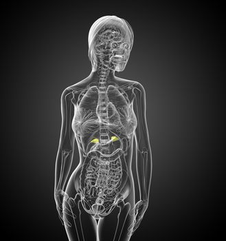 3d render medical illustration of the spleen - front view