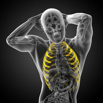 3d render medical illustration of the ribcage - side view