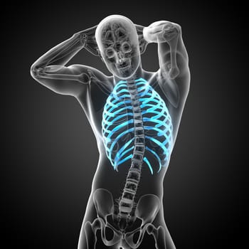 3d render medical illustration of the ribcage - side view