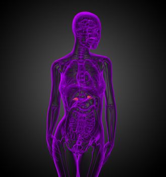 3d render medical illustration of the spleen - front view