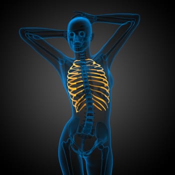 3d render medical illustration of the ribcage - side view