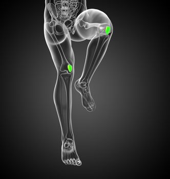 3D medical illustration of the patella bone - front view