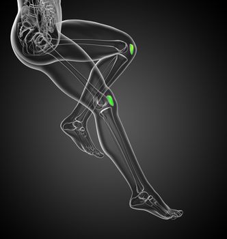 3D medical illustration of the patella bone - side view