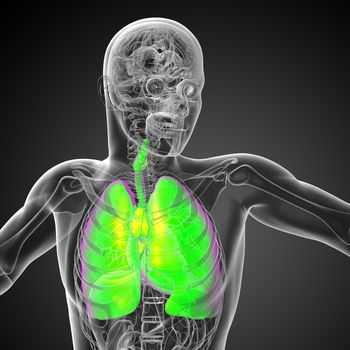 3d rendered illustration of the male respiratort system - front view